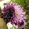 Fotografia 9 da espécie Scabiosa atropurpurea do Jardim Botânico UTAD