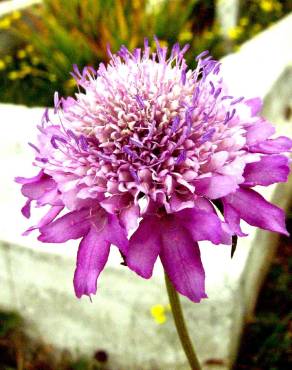 Fotografia 10 da espécie Scabiosa atropurpurea no Jardim Botânico UTAD