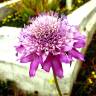 Fotografia 10 da espécie Scabiosa atropurpurea do Jardim Botânico UTAD