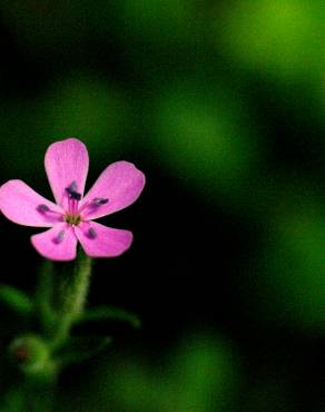 Fotografia 5 da espécie Saponaria ocymoides no Jardim Botânico UTAD