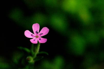 Fotografia da espécie Saponaria ocymoides