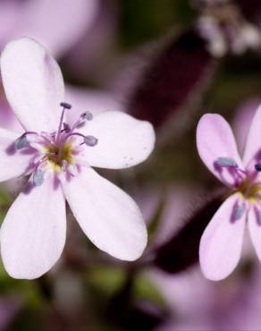 Fotografia 7 da espécie Saponaria ocymoides no Jardim Botânico UTAD