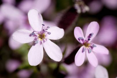 Fotografia da espécie Saponaria ocymoides