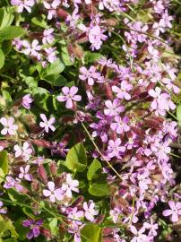 Fotografia da espécie Saponaria ocymoides