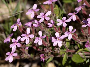 Fotografia da espécie Saponaria ocymoides