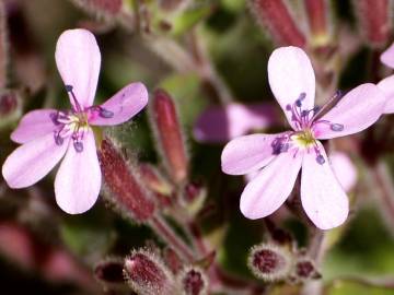 Fotografia da espécie Saponaria ocymoides