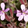 Fotografia 10 da espécie Saponaria ocymoides do Jardim Botânico UTAD