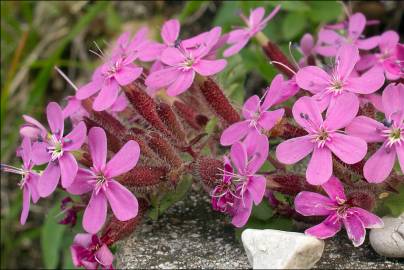 Fotografia da espécie Saponaria ocymoides