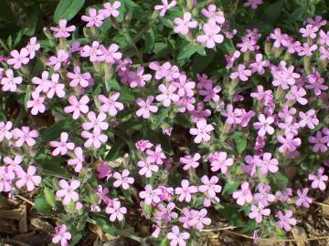 Fotografia da espécie Saponaria ocymoides