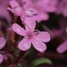 Fotografia 18 da espécie Saponaria ocymoides do Jardim Botânico UTAD