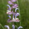 Fotografia 12 da espécie Salvia sclarea do Jardim Botânico UTAD