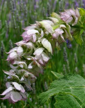 Fotografia 13 da espécie Salvia sclarea no Jardim Botânico UTAD
