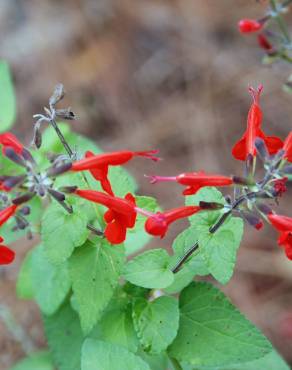 Fotografia 5 da espécie Salvia coccinea no Jardim Botânico UTAD