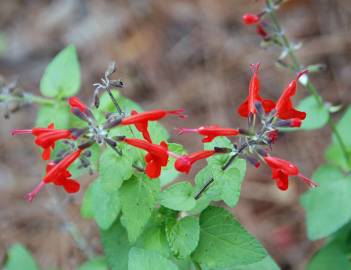 Fotografia da espécie Salvia coccinea