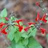 Fotografia 5 da espécie Salvia coccinea do Jardim Botânico UTAD