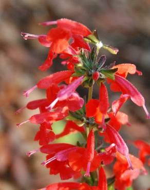 Fotografia 6 da espécie Salvia coccinea no Jardim Botânico UTAD