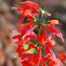 Fotografia 6 da espécie Salvia coccinea do Jardim Botânico UTAD