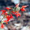 Fotografia 7 da espécie Salvia coccinea do Jardim Botânico UTAD