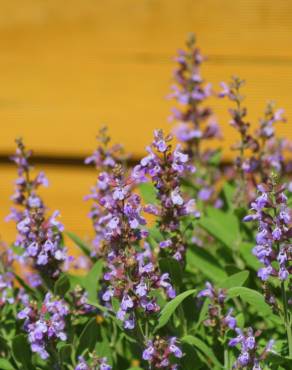 Fotografia 3 da espécie Salvia officinalis no Jardim Botânico UTAD