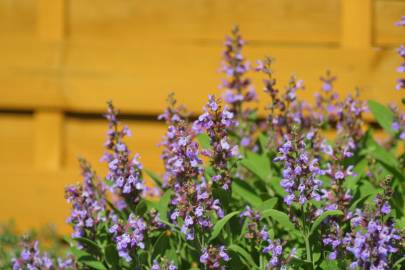 Fotografia da espécie Salvia officinalis