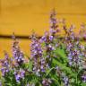 Fotografia 3 da espécie Salvia officinalis do Jardim Botânico UTAD