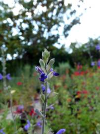 Fotografia da espécie Salvia officinalis