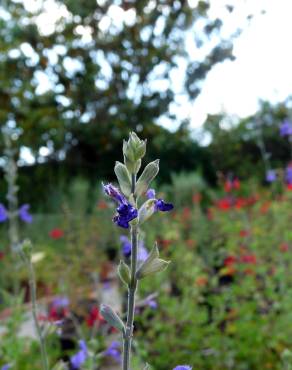 Fotografia 4 da espécie Salvia officinalis no Jardim Botânico UTAD