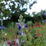 Fotografia 4 da espécie Salvia officinalis do Jardim Botânico UTAD