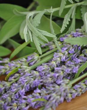 Fotografia 5 da espécie Salvia officinalis no Jardim Botânico UTAD