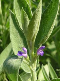 Fotografia da espécie Salvia officinalis