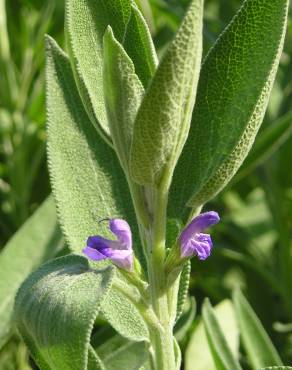 Fotografia 6 da espécie Salvia officinalis no Jardim Botânico UTAD