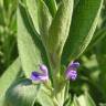 Fotografia 6 da espécie Salvia officinalis do Jardim Botânico UTAD