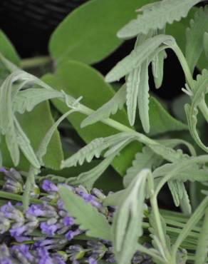 Fotografia 7 da espécie Salvia officinalis no Jardim Botânico UTAD