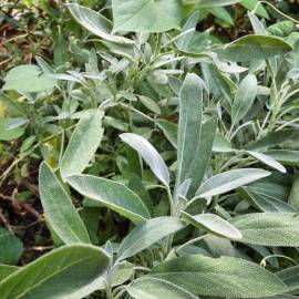 Fotografia da espécie Salvia officinalis