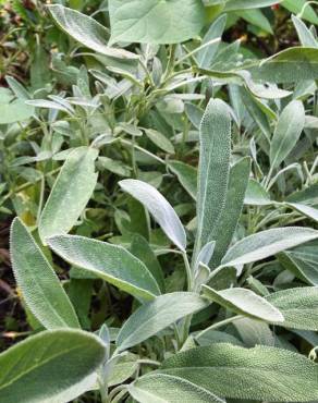 Fotografia 8 da espécie Salvia officinalis no Jardim Botânico UTAD