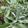 Fotografia 8 da espécie Salvia officinalis do Jardim Botânico UTAD