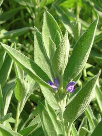 Fotografia da espécie Salvia officinalis