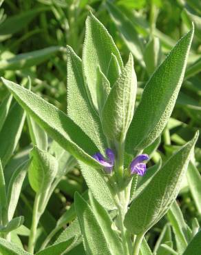 Fotografia 9 da espécie Salvia officinalis no Jardim Botânico UTAD