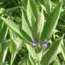 Fotografia 9 da espécie Salvia officinalis do Jardim Botânico UTAD