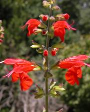 Fotografia da espécie Salvia coccinea