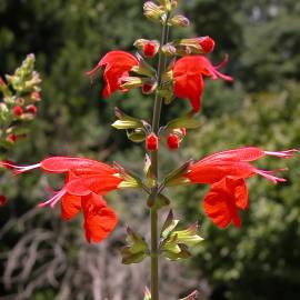 Fotografia da espécie Salvia coccinea
