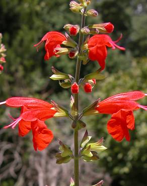 Fotografia 1 da espécie Salvia coccinea no Jardim Botânico UTAD