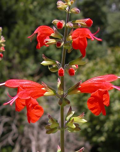 Fotografia de capa Salvia coccinea - do Jardim Botânico