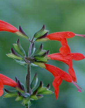 Fotografia 8 da espécie Salvia coccinea no Jardim Botânico UTAD