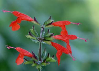 Fotografia da espécie Salvia coccinea