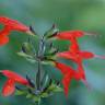 Fotografia 8 da espécie Salvia coccinea do Jardim Botânico UTAD