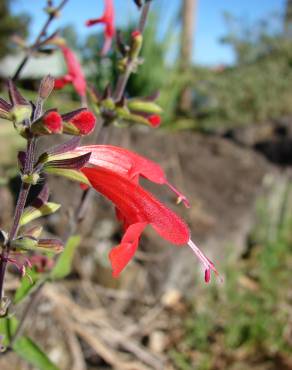 Fotografia 9 da espécie Salvia coccinea no Jardim Botânico UTAD