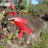 Fotografia 9 da espécie Salvia coccinea do Jardim Botânico UTAD