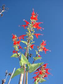 Fotografia da espécie Salvia coccinea