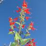 Fotografia 11 da espécie Salvia coccinea do Jardim Botânico UTAD